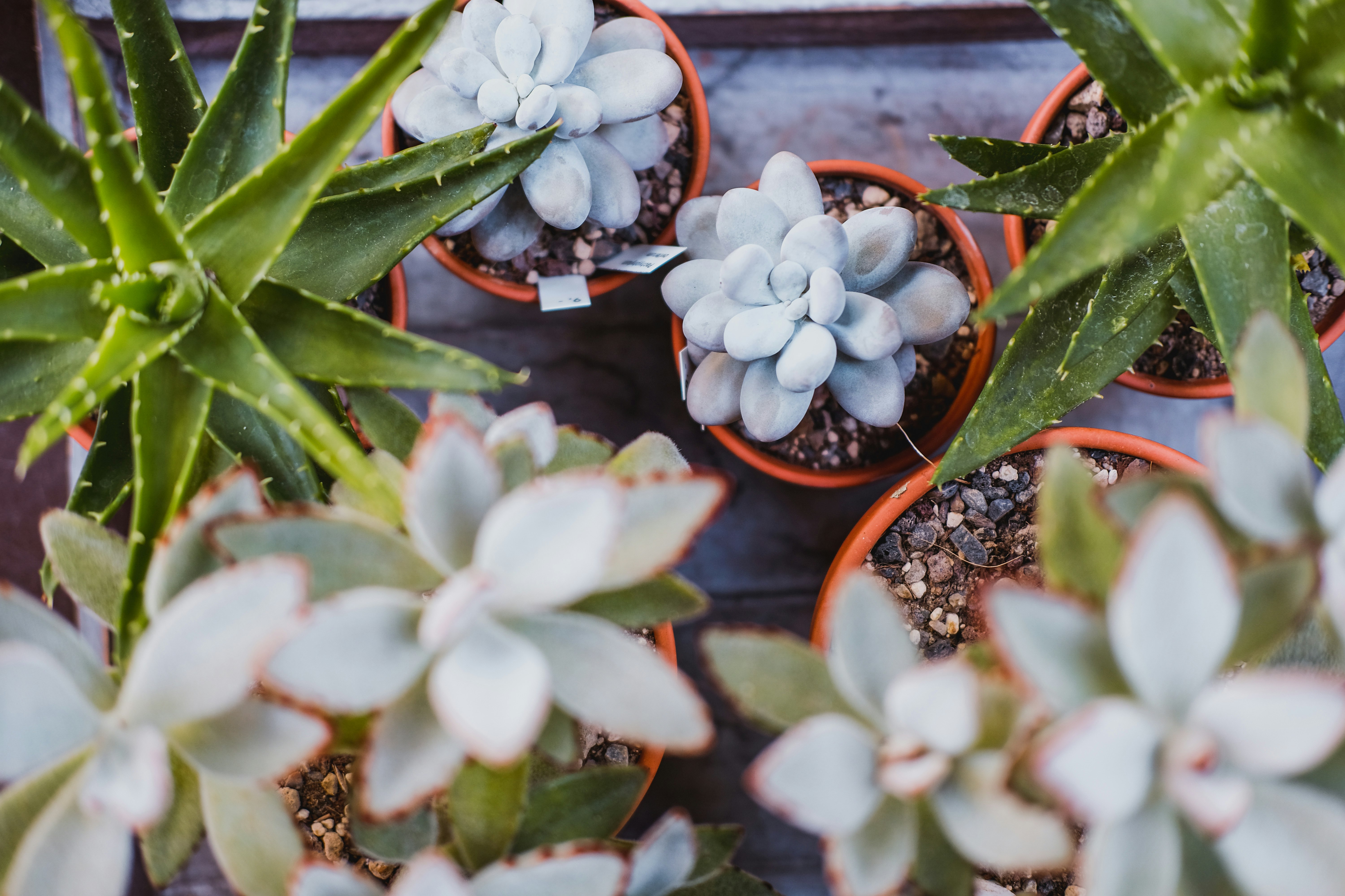 green succulent plant